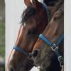 Reitturnier Pfullingen 17.08.2014