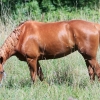 Reitturnier Pfullingen 17.08.2014