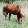 Reitturnier Pfullingen 17.08.2014