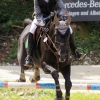 Reitturnier Pfullingen 17.08.2014