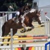 Reitturnier Pfullingen 17.08.2014