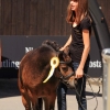 Reitturnier Pfullingen 17.08.2014
