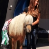 Reitturnier Pfullingen 17.08.2014