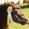 Reitturnier Pfullingen 17.08.2014