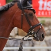 Reitturnier Pfullingen 17.08.2014