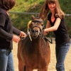 Reitturnier Pfullingen 17.08.2014