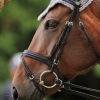 Reitturnier Pfullingen 17.08.2014