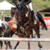 Reitturnier Pfullingen 17.08.2014