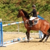 Reitturnier Pfullingen 17.08.2014