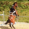 Reitturnier Pfullingen 17.08.2014