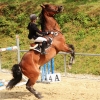 Reitturnier Pfullingen 17.08.2014