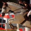 Reitturnier Pfullingen 17.08.2014