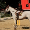 Reitturnier Pfullingen 17.08.2014