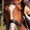 Reitturnier Pfullingen 17.08.2014