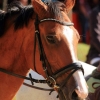 Reitturnier Pfullingen 17.08.2014