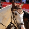 Reitturnier Pfullingen 17.08.2014