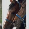 Reitturnier Pfullingen 17.08.2014