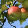 Reitturnier Pfullingen 17.08.2014