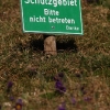 Küchenschellen