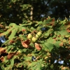 1dfh-140815-104