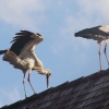 Störche, Herbertingen