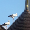 Störche, Herbertingen