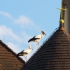 Störche, Herbertingen