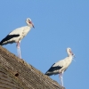 Störche, Herbertingen