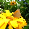 Tag der offenen Gartentür 25.06.2017
