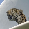 Tannkosh 2011