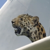 Tannkosh 2011