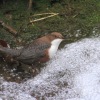 Uracher Wasserfall
