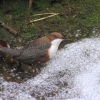 Uracher Wasserfall