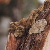 1dfh-02022019-084