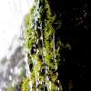 Uracher Wasserfall und Festung Hohenurach