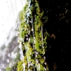 Uracher Wasserfall und Festung Hohenurach