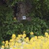 Warbirdtreffen MFG-Dornhan 08.06.2013